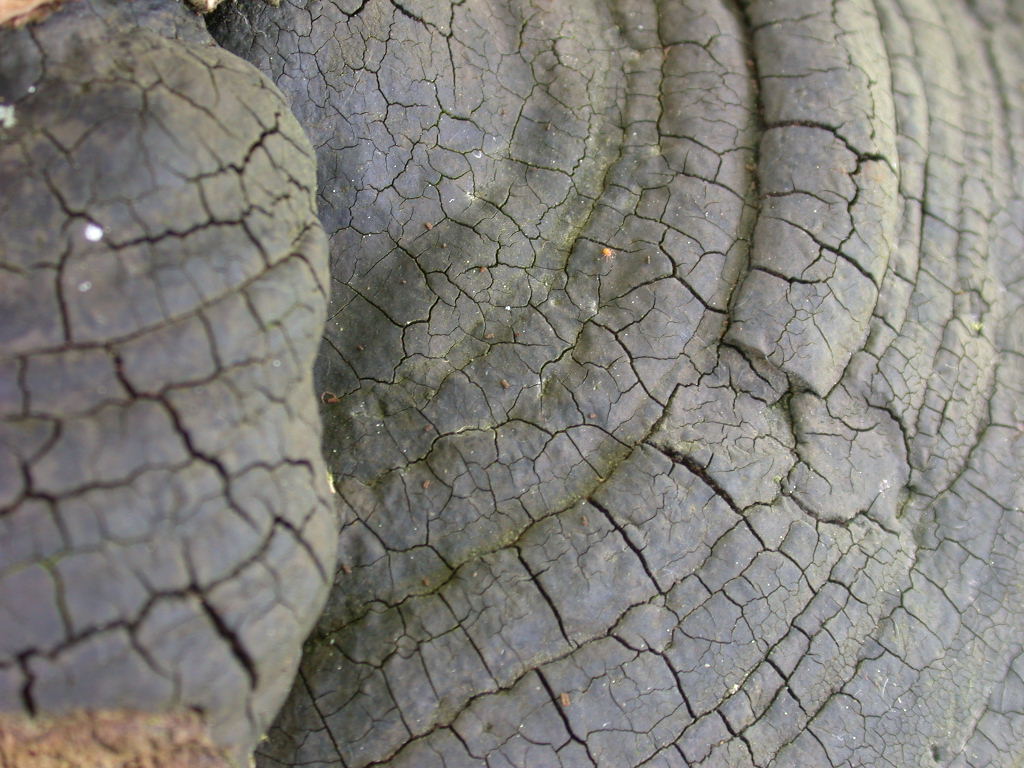 su Salix... (Phellinus ignarius)